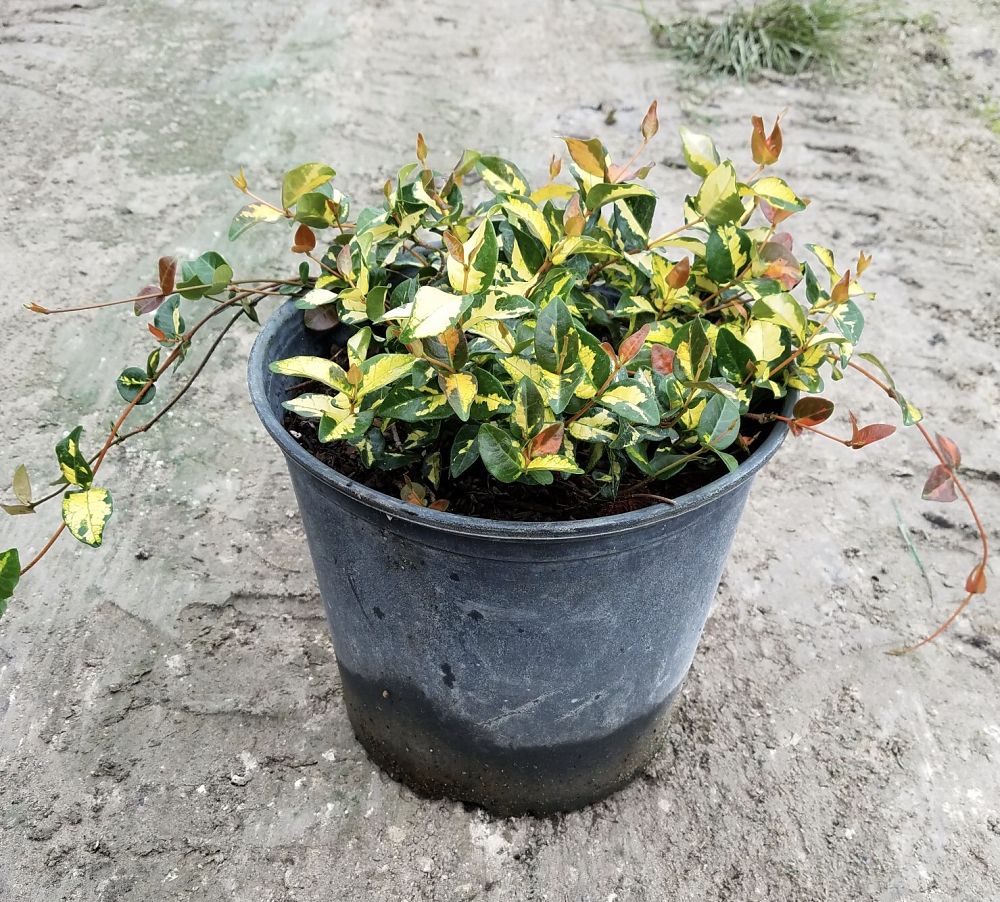 trachelospermum-asiaticum-summer-sunset-asiatic-jasmine