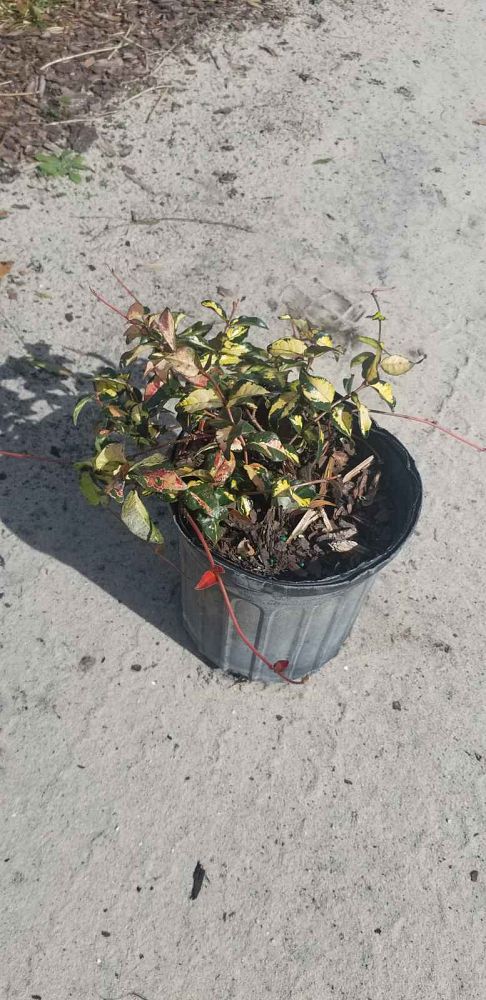 trachelospermum-asiaticum-summer-sunset-asiatic-jasmine