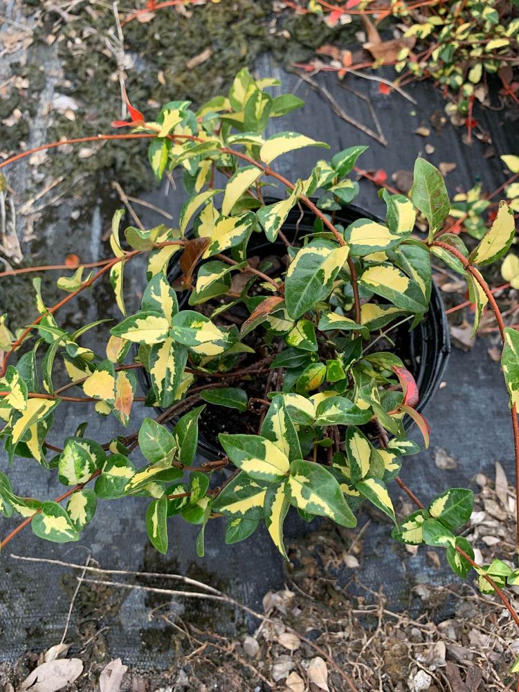 trachelospermum-asiaticum-summer-sunset-asiatic-jasmine