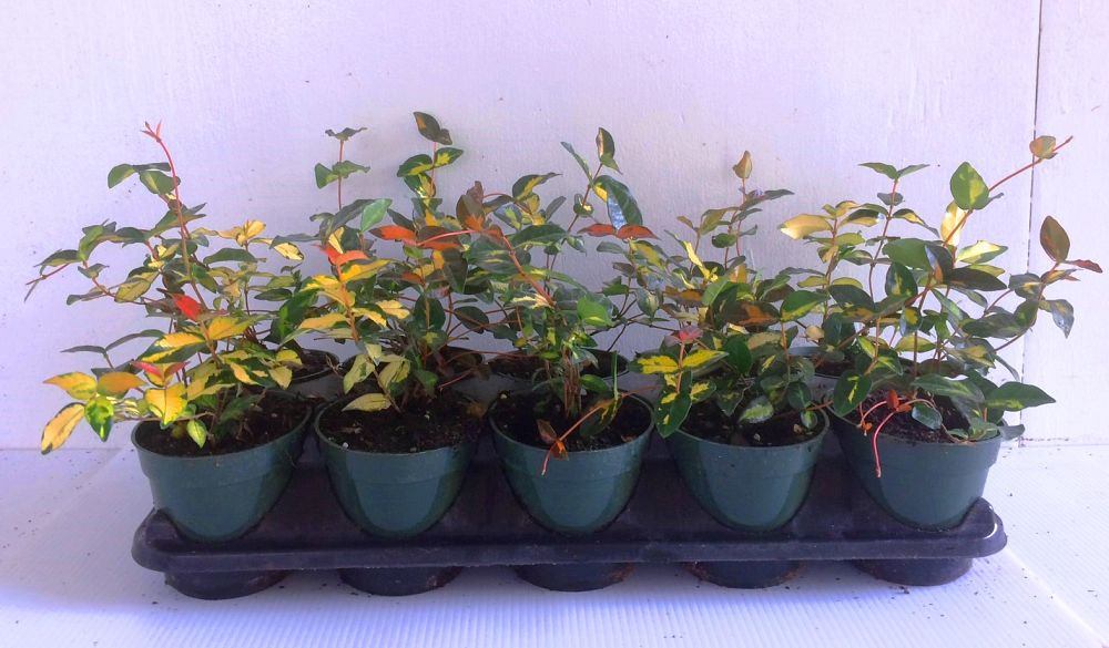 trachelospermum-asiaticum-summer-sunset-asiatic-jasmine