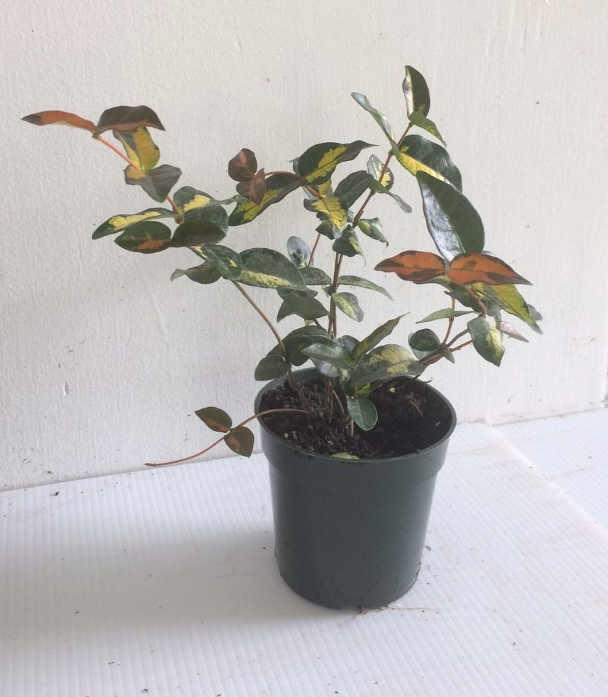 trachelospermum-asiaticum-summer-sunset-asiatic-jasmine