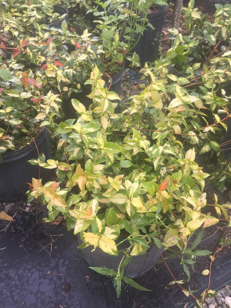 trachelospermum-asiaticum-summer-sunset-asiatic-jasmine