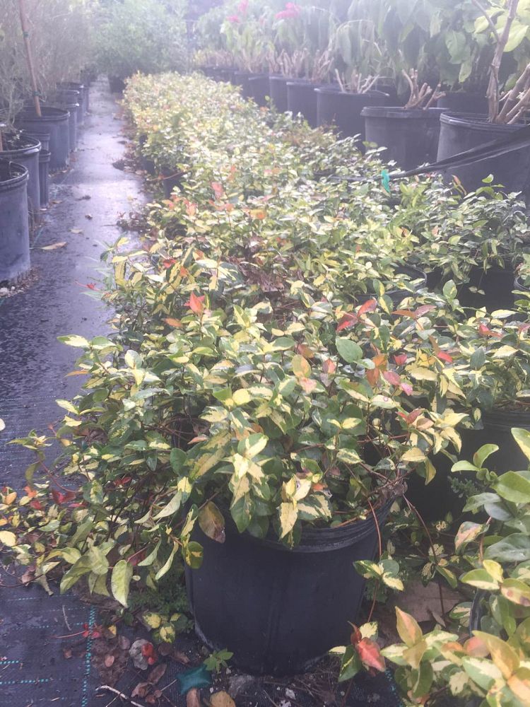 trachelospermum-asiaticum-summer-sunset-asiatic-jasmine
