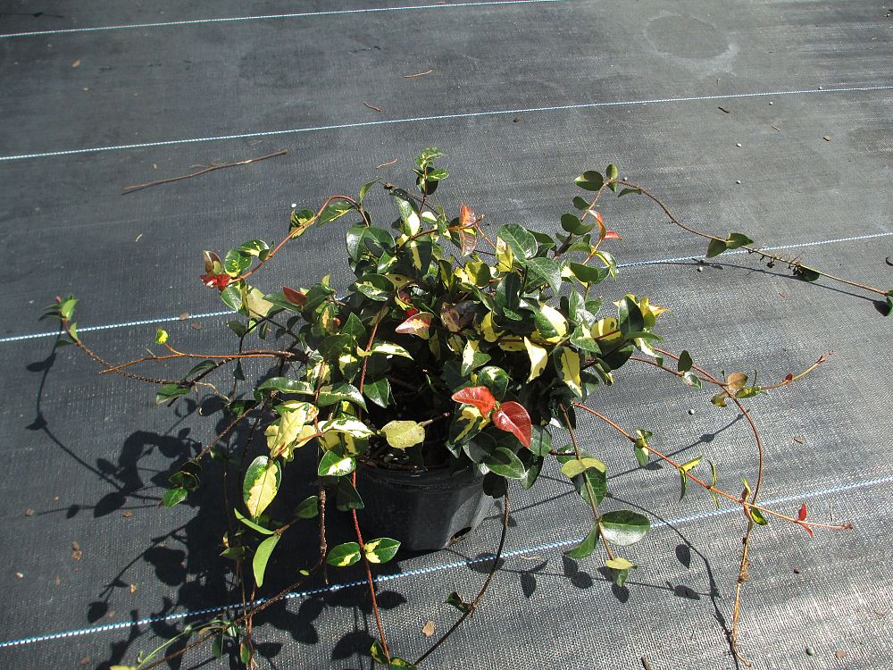 trachelospermum-asiaticum-summer-sunset-asiatic-jasmine