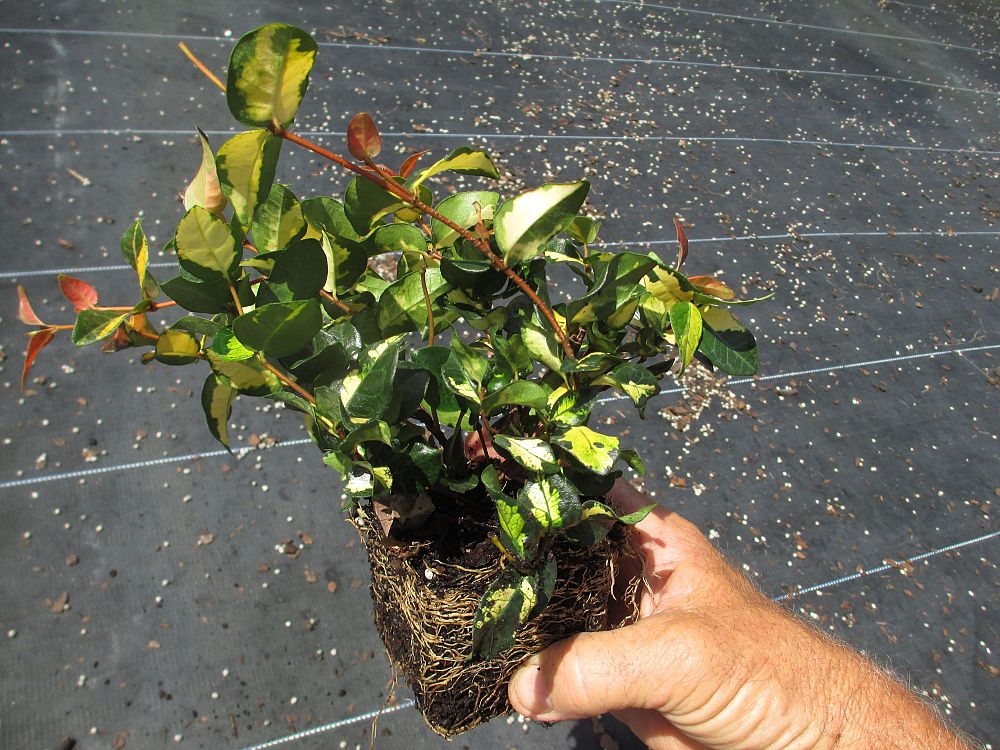 trachelospermum-asiaticum-summer-sunset-asiatic-jasmine