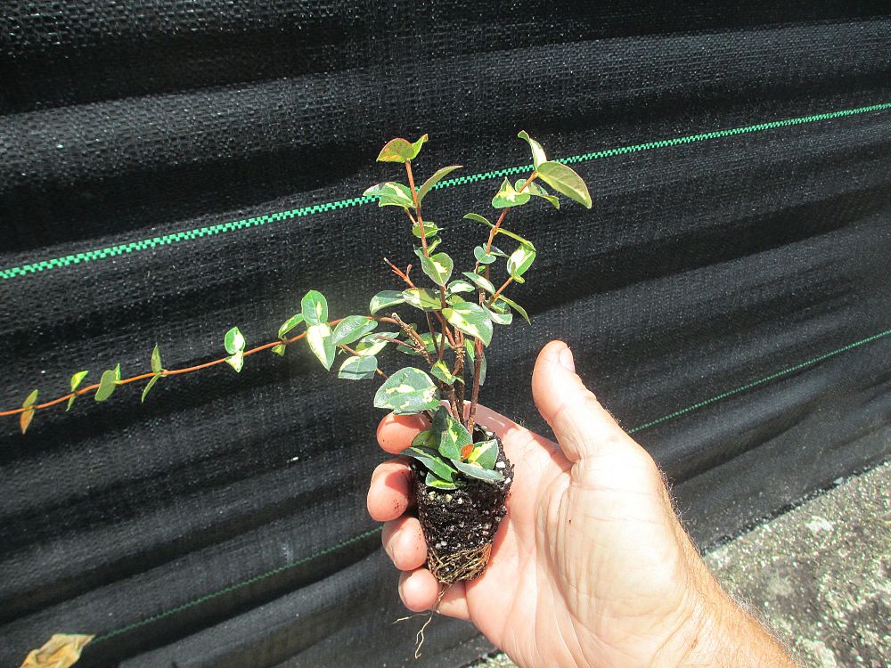 trachelospermum-asiaticum-summer-sunset-asiatic-jasmine