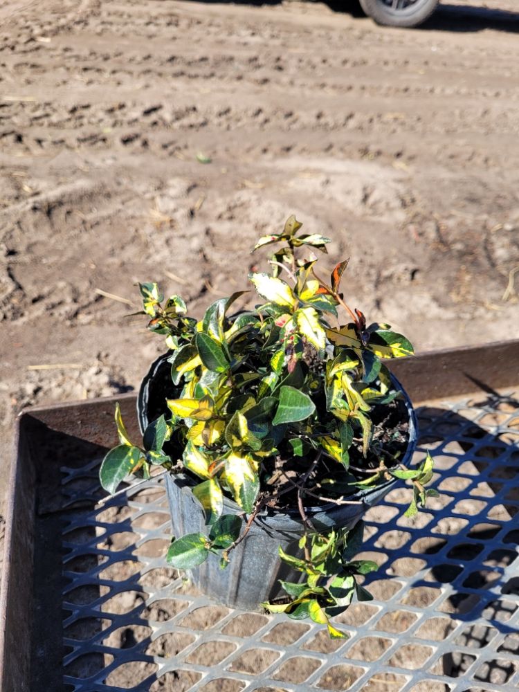 trachelospermum-asiaticum-summer-sunset-asiatic-jasmine