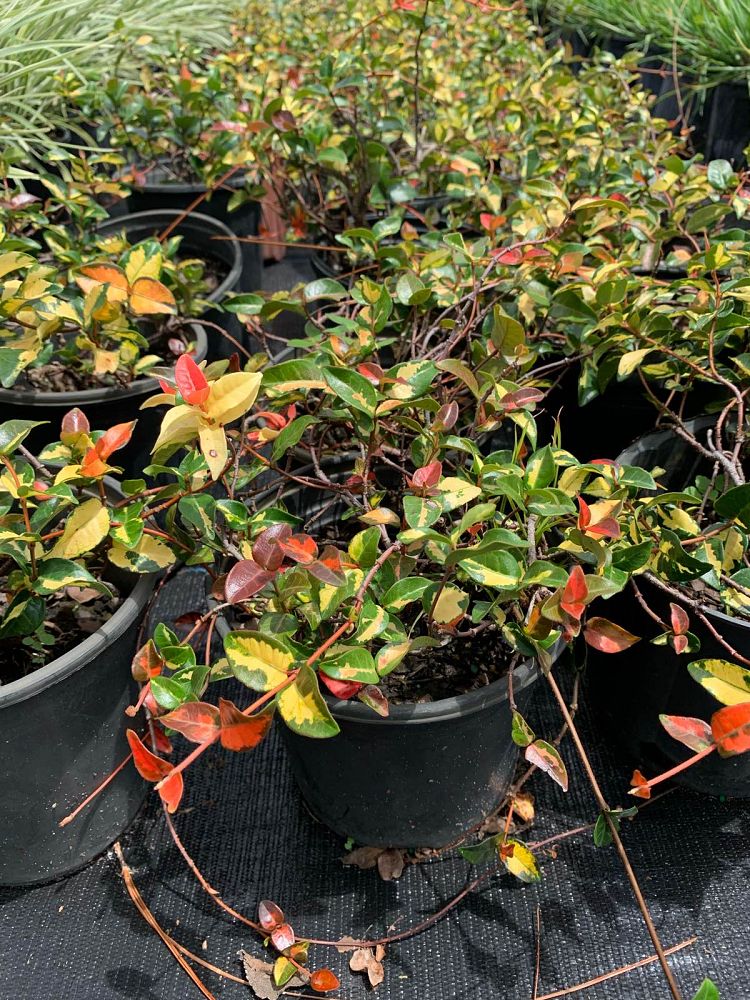 trachelospermum-asiaticum-summer-sunset-asiatic-jasmine