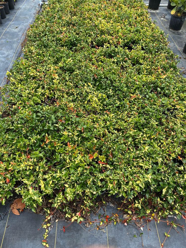 trachelospermum-asiaticum-summer-sunset-asiatic-jasmine