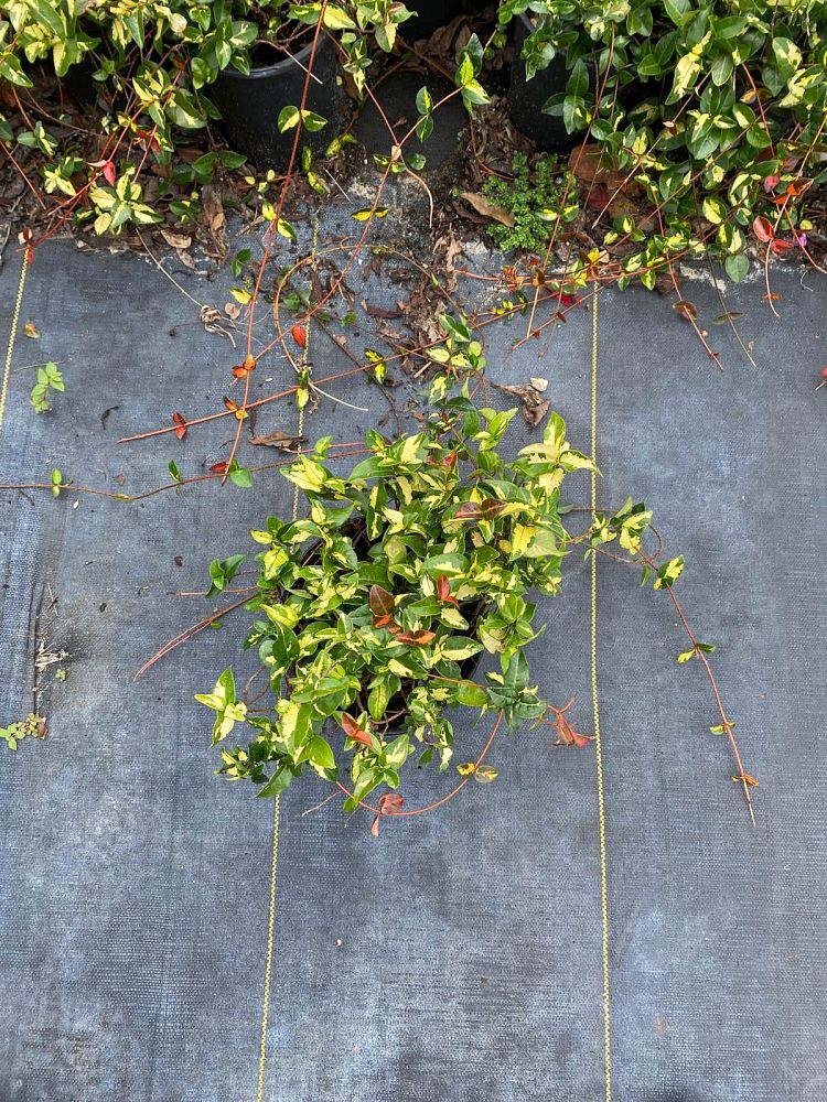 trachelospermum-asiaticum-summer-sunset-asiatic-jasmine