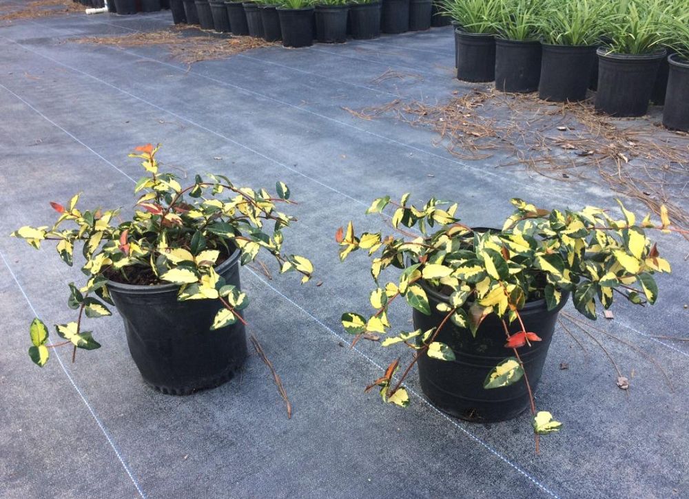 trachelospermum-asiaticum-summer-sunset-asiatic-jasmine