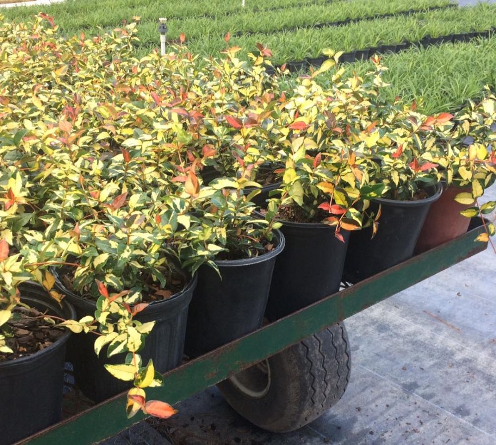 trachelospermum-asiaticum-summer-sunset-asiatic-jasmine
