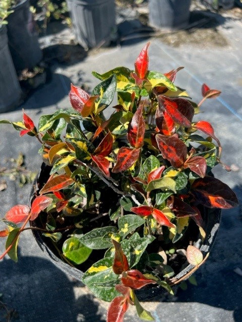 trachelospermum-asiaticum-summer-sunset-asiatic-jasmine