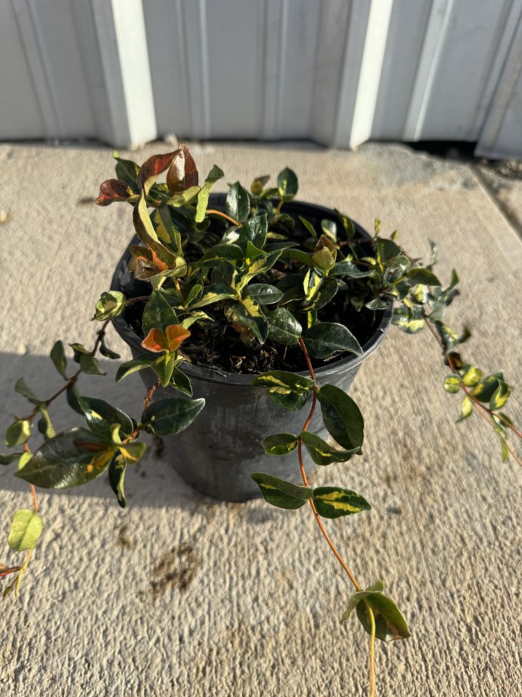 trachelospermum-asiaticum-summer-sunset-asiatic-jasmine