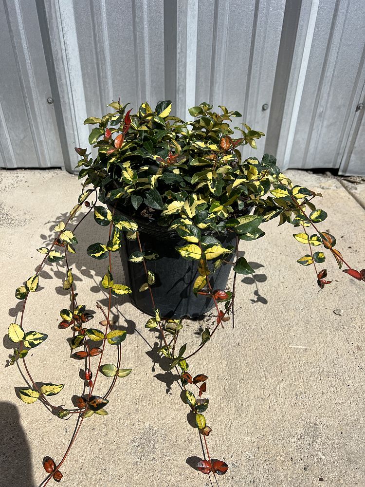 trachelospermum-asiaticum-summer-sunset-asiatic-jasmine