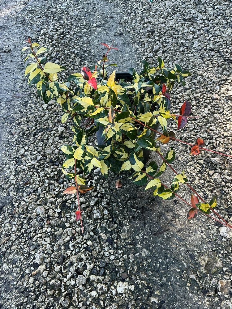 trachelospermum-asiaticum-summer-sunset-asiatic-jasmine