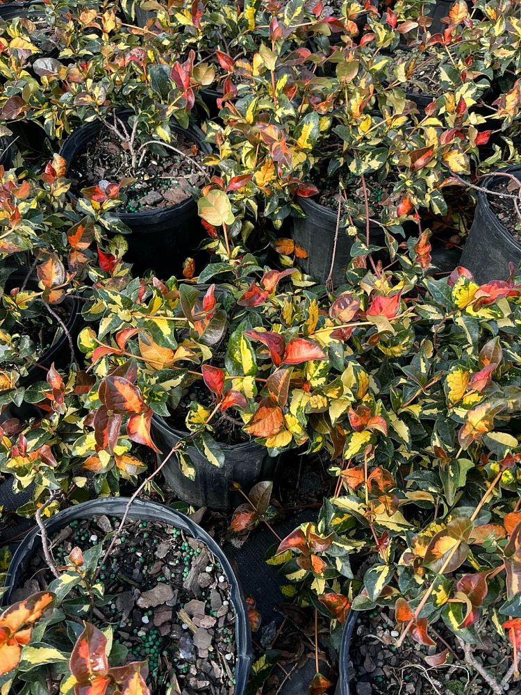trachelospermum-asiaticum-summer-sunset-asiatic-jasmine