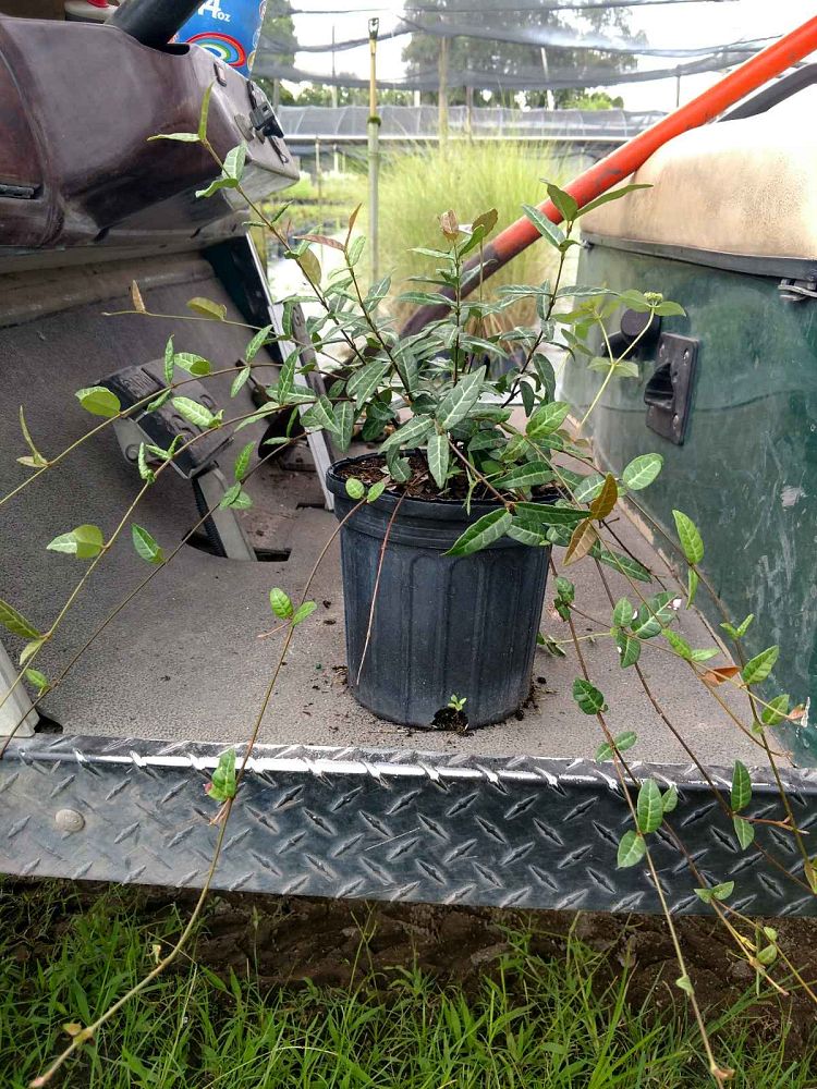 trachelospermum-asiaticum-texas-longleaf-asiatic-jasmine