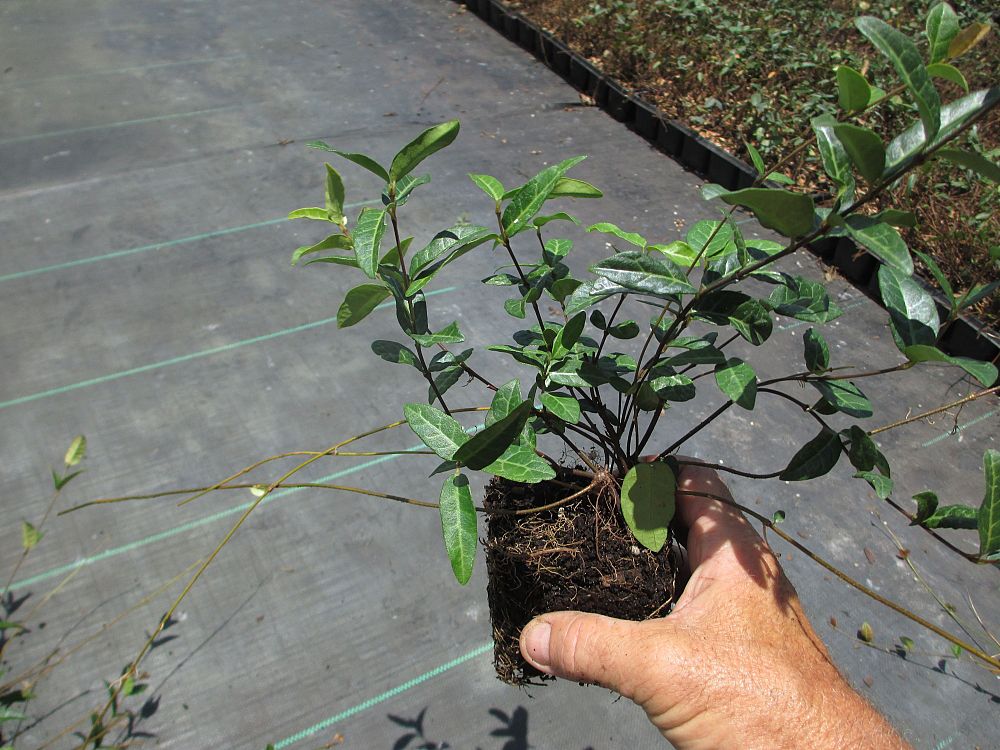 trachelospermum-asiaticum-texas-longleaf-asiatic-jasmine