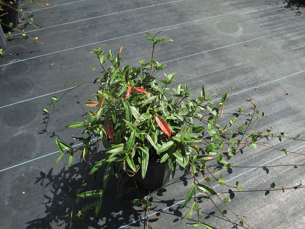 trachelospermum-asiaticum-texas-longleaf-asiatic-jasmine