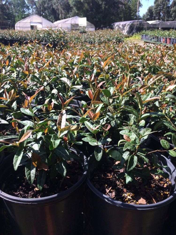 trachelospermum-asiaticum-texas-longleaf-asiatic-jasmine