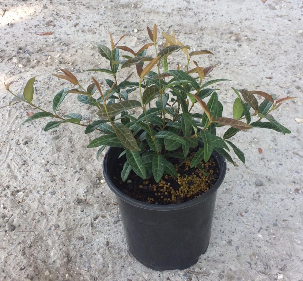 trachelospermum-asiaticum-texas-longleaf-asiatic-jasmine