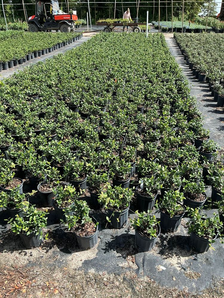 trachelospermum-asiaticum-texas-longleaf-asiatic-jasmine