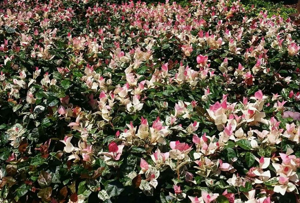 trachelospermum-asiaticum-tricolor-asiatic-jasmine