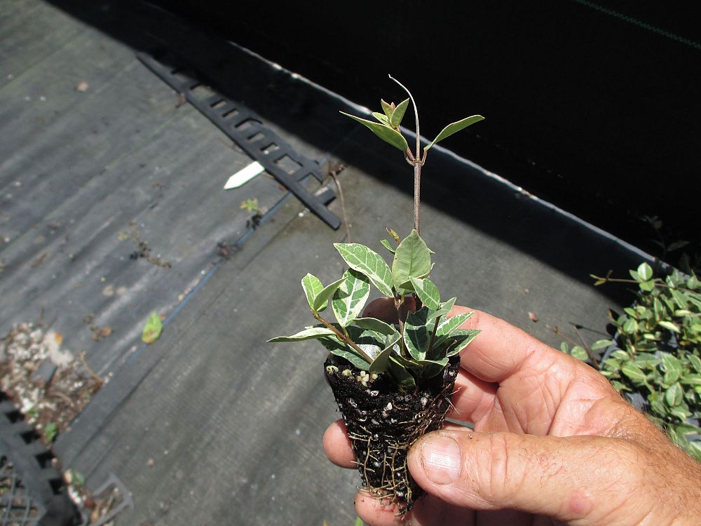 trachelospermum-asiaticum-variegatum-asiatic-jasmine