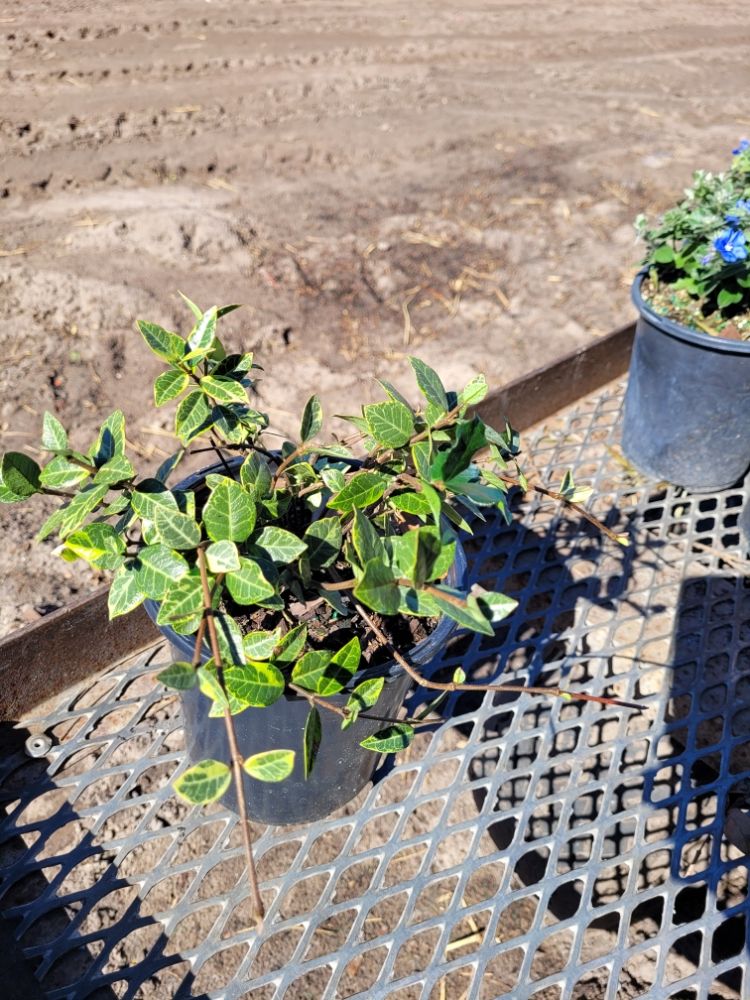 trachelospermum-asiaticum-variegatum-asiatic-jasmine