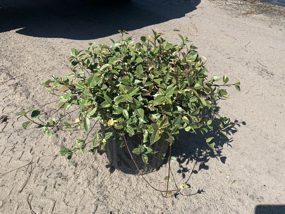 trachelospermum-asiaticum-variegatum-asiatic-jasmine