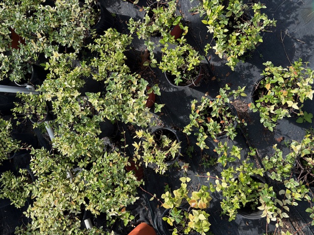 trachelospermum-asiaticum-variegatum-asiatic-jasmine