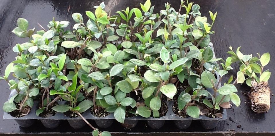 trachelospermum-jasminoides-confederate-jasmine