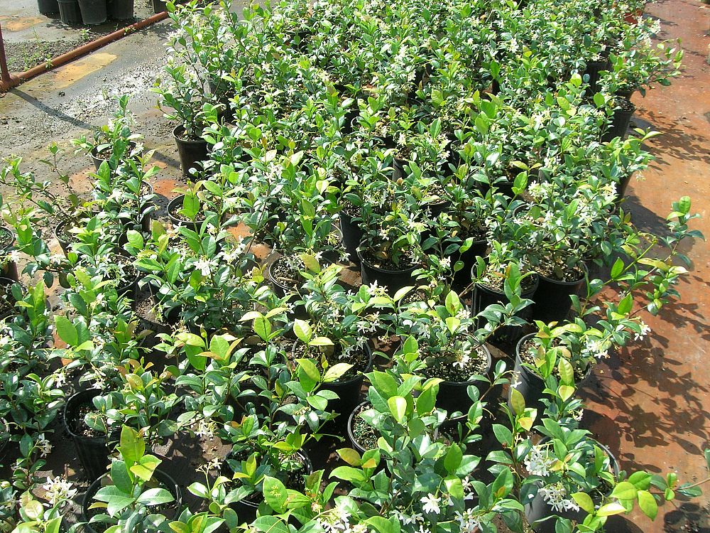 trachelospermum-jasminoides-confederate-jasmine
