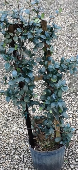 trachelospermum-jasminoides-confederate-jasmine