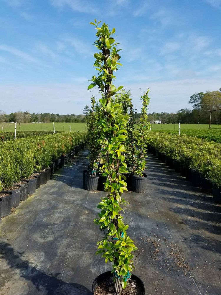 trachelospermum-jasminoides-confederate-jasmine