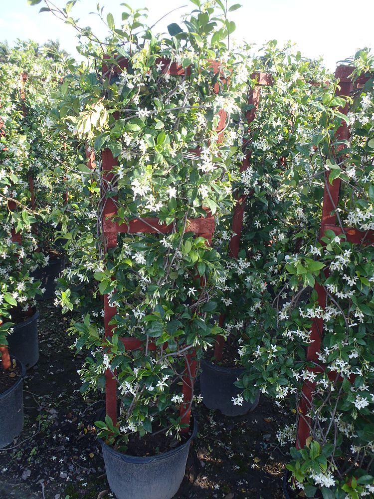trachelospermum-jasminoides-confederate-jasmine