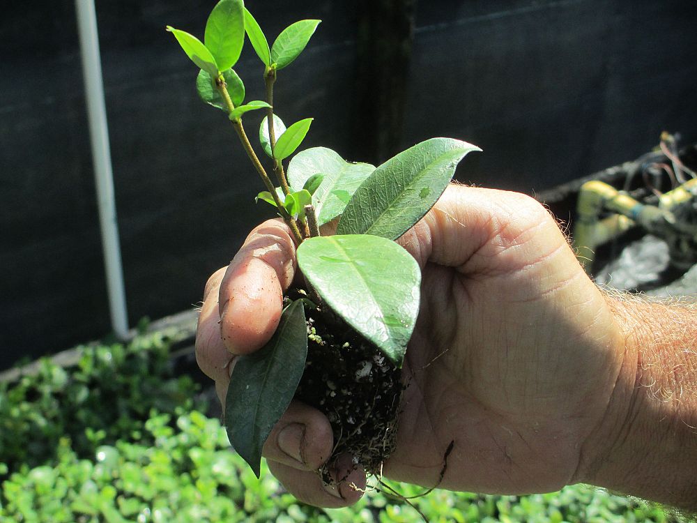 trachelospermum-jasminoides-confederate-jasmine