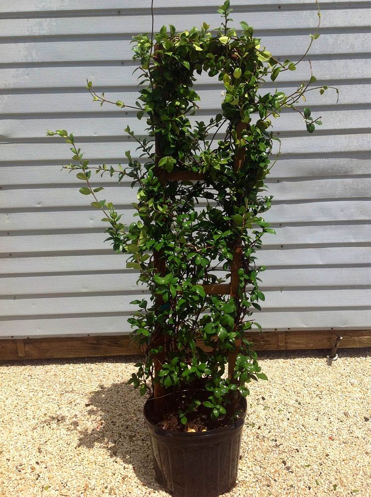 trachelospermum-jasminoides-confederate-jasmine
