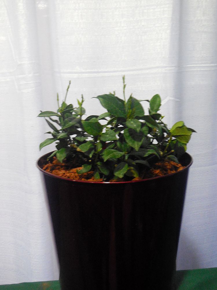 trachelospermum-jasminoides-confederate-jasmine