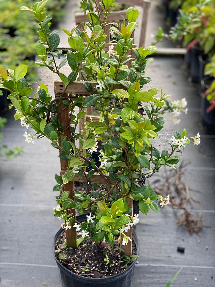 trachelospermum-jasminoides-confederate-jasmine
