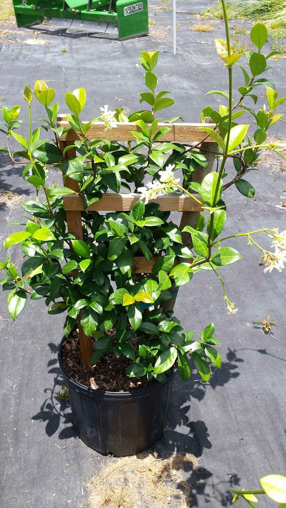 trachelospermum-jasminoides-confederate-jasmine