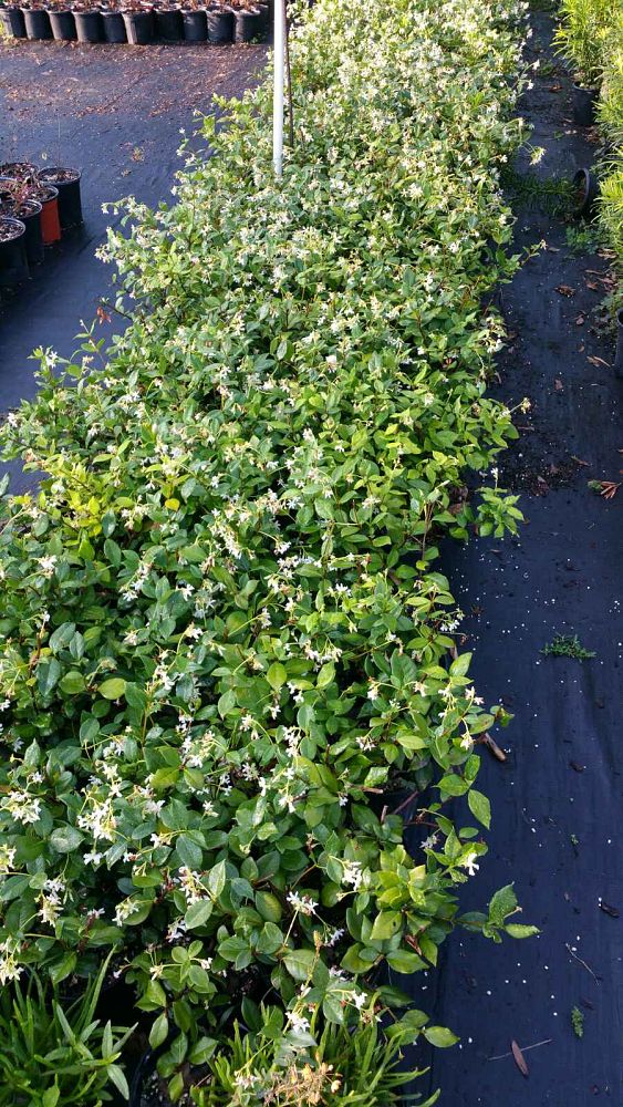 trachelospermum-jasminoides-confederate-jasmine