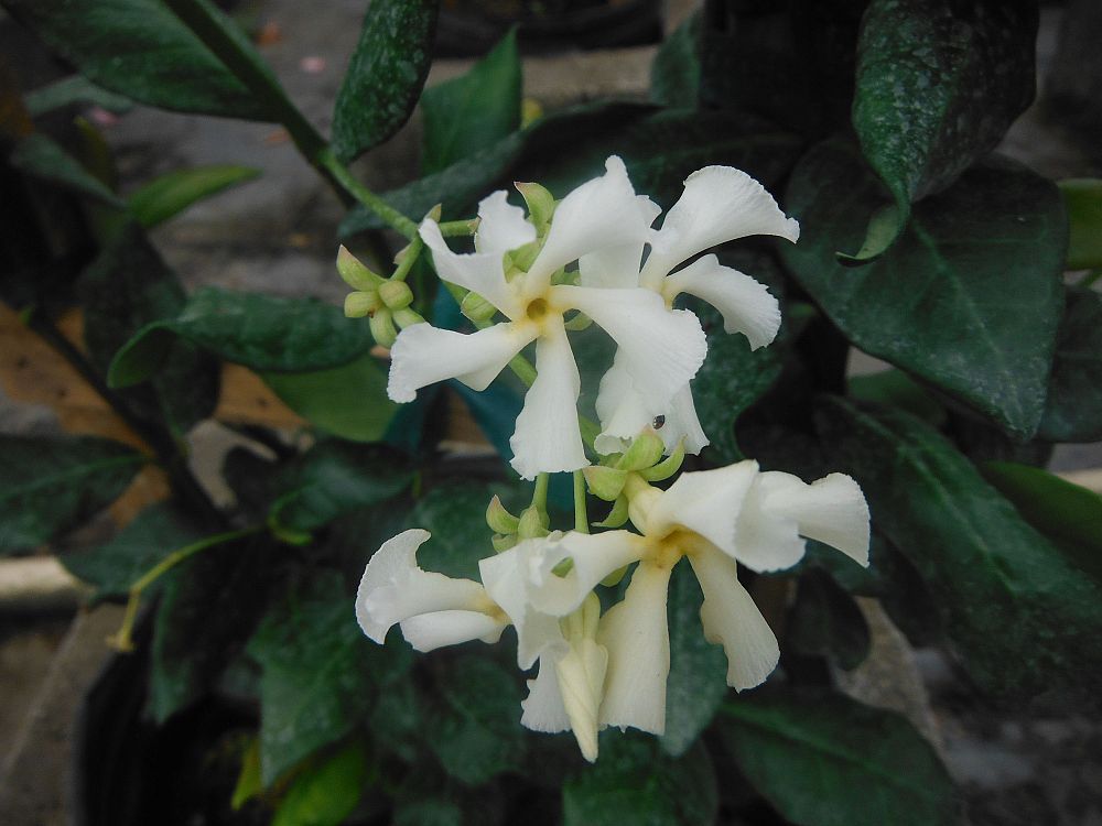 trachelospermum-jasminoides-confederate-jasmine