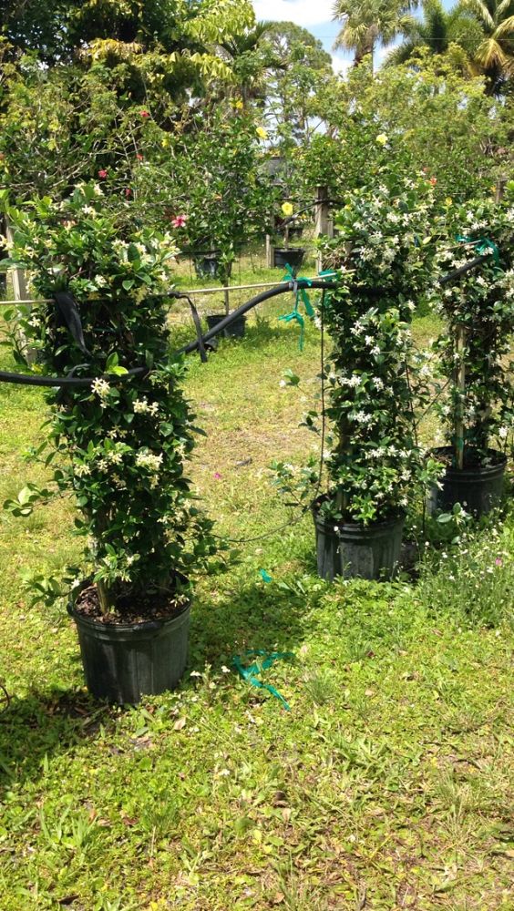 trachelospermum-jasminoides-confederate-jasmine