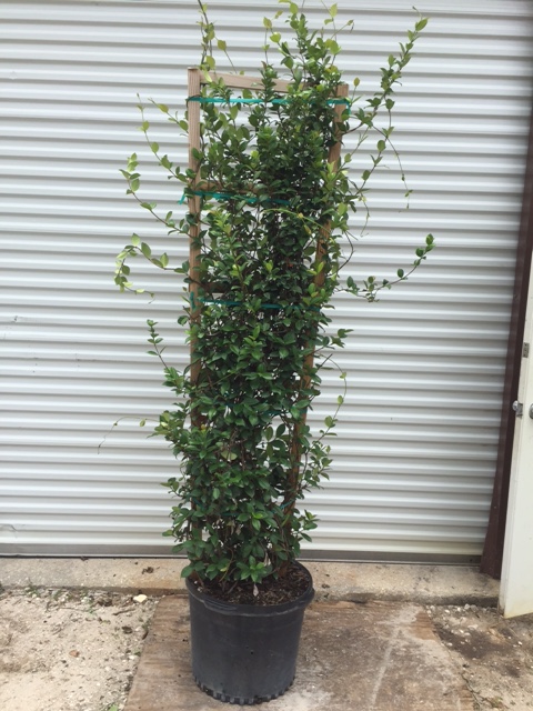 trachelospermum-jasminoides-confederate-jasmine