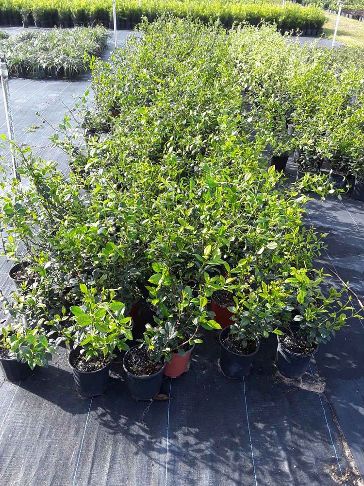 trachelospermum-jasminoides-confederate-jasmine