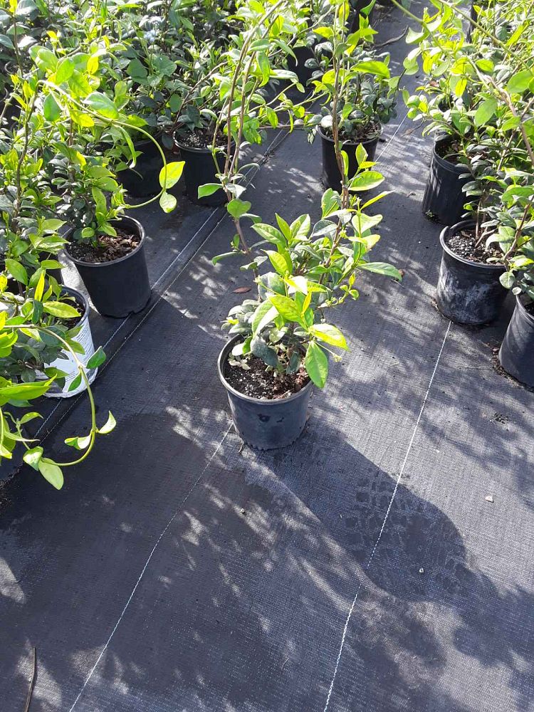 trachelospermum-jasminoides-confederate-jasmine