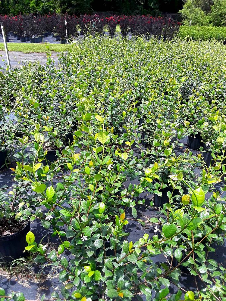 trachelospermum-jasminoides-confederate-jasmine