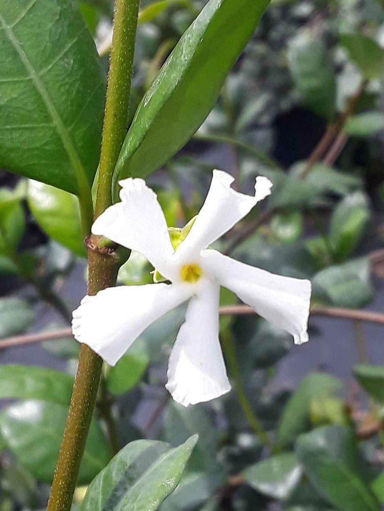 trachelospermum-jasminoides-confederate-jasmine